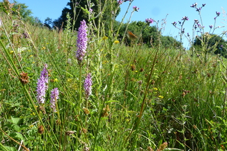 Orchids at Swettenham c. Claire Huxley