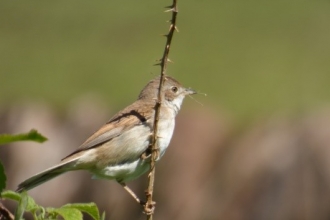 Willow warbler c. Alan Irving