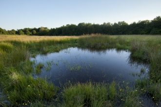 HS2 Ponds c. Ross Hoddinott 2020/VISION