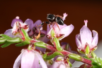 Sibianor larae jumping spider on heather c. Richard Gallon.JPG