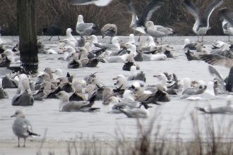 Gulls c. Steve Holmes