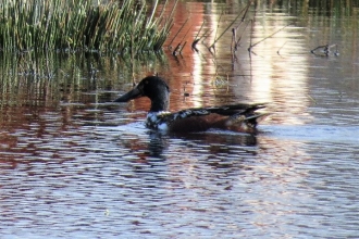 Shoveler at Gowy Meadows c. Steve Holmes