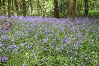 Bluebells in Dibbinsdale SSSI, housing adjacent would threaten them with loss through trampling