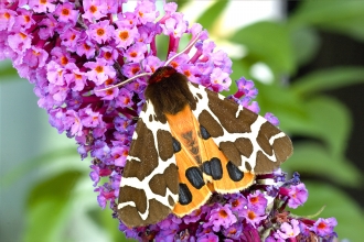 Moth
