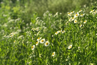 Wildflower grass