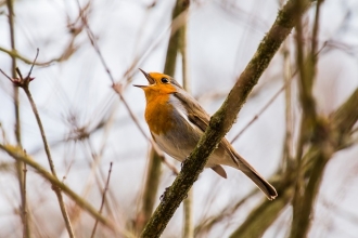 a singing Robin