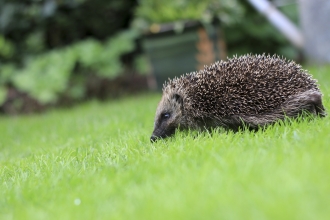 Hedgehog