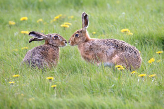 Brown hares