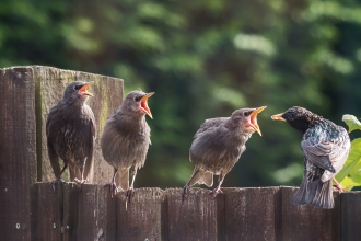 Starlings