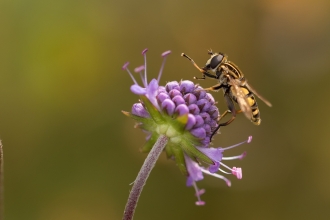 hoverfly