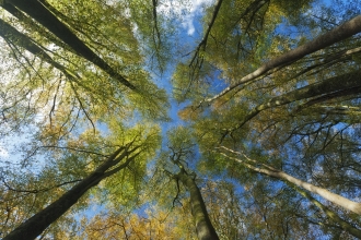 looking up through the trees