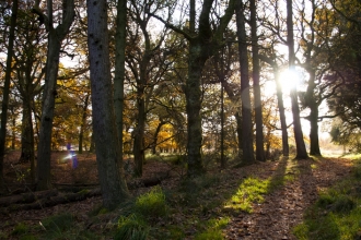 Woodland
