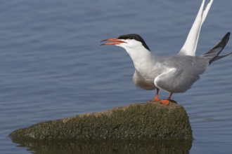 Common Tern