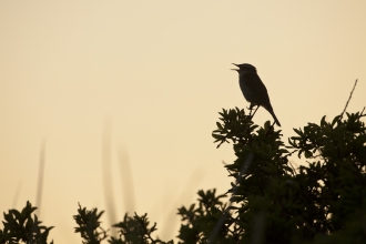 dawn chorus