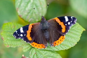Red admiral at Kelsall by Barry Mills