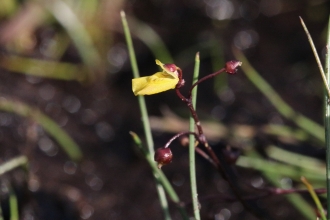 lesser bladderwort