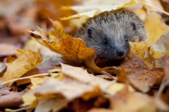 hedgehog