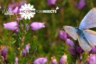 Action for Insects