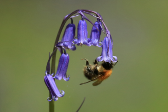 Protecting and restoring our natural world is essential, now more than ever