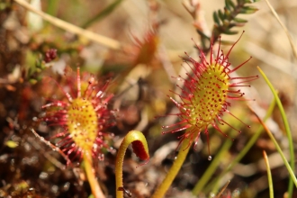 Great sundew