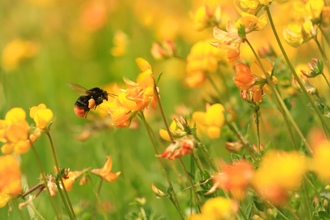 Bee on trefoil