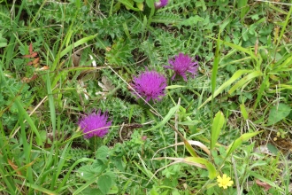 dwarf thistle