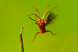 soldier beetle