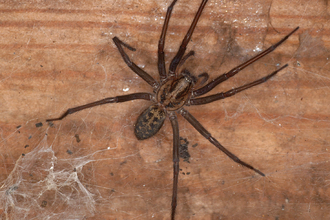 house spider