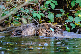 Beavers