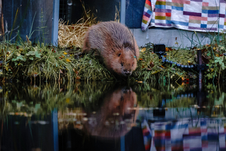 Female beaver