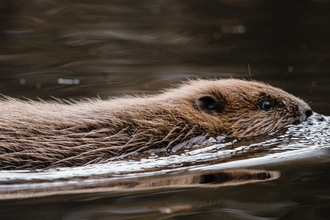 Beaver