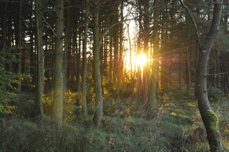 Autumn Trees sunlight