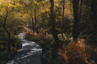 hatchmere boardwalk