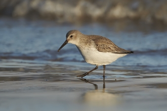 Wading bird Wirral