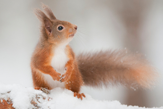 squirrel snow banner