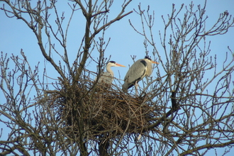 Heron nest