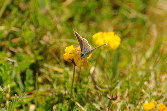 Brown Argus on Horseshoe-vetch 