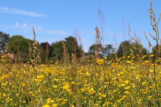 meadow