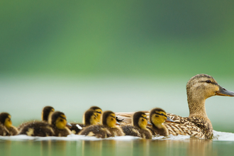 mallard family