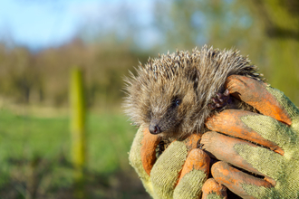 Hedgehog