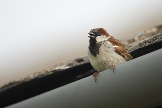 house sparrow