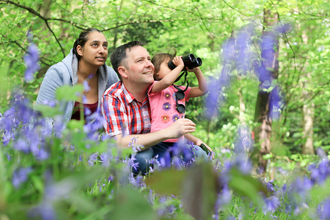 Bluebell woods