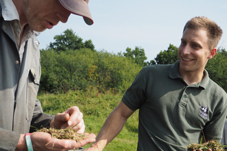 Meadow restoration