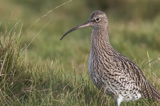 curlew