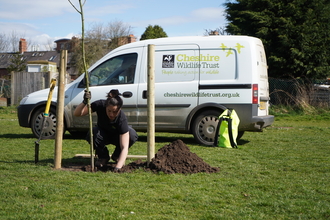 Tree planting