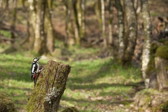 Great spotted woodpecker