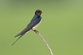 barn swallow wildlife trust