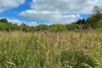 Hatchmere meadow