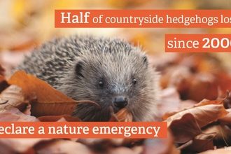 hedgehog nature emergency 