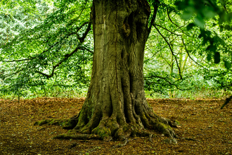 wellbeing tree